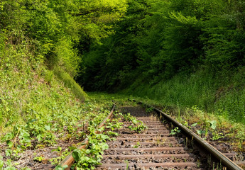 Eisenbahn Schienen Gleise Vegetation Natur Pflanzen wuchern Hönnetalbahn Sauerland Deutschland Einschnitt Binolen Vintage Nostalgie Romantik Grün Infrastruktur Strecke Schwelle Trasse Bahnstrecke grün