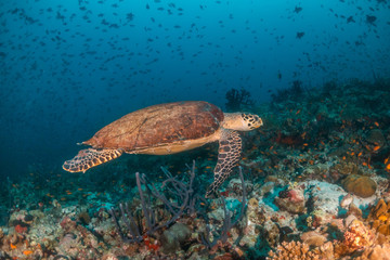 Sea turtle swimming among colorful coral reef