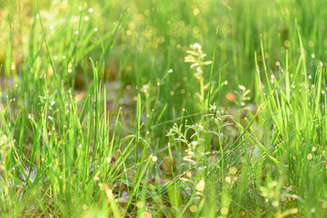 green fresh grass dew drops photo for abstract background. selective focus macro bokeh
