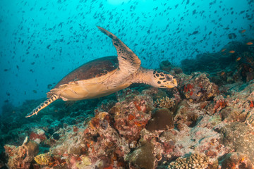 Naklejka na ściany i meble Sea turtle swimming among colorful coral reef