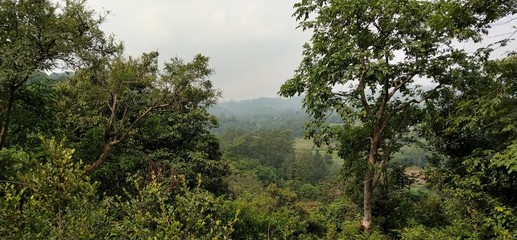 morning in the woods
