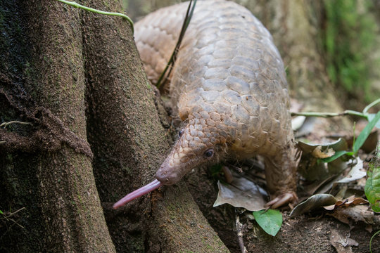 Pangolin