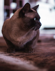 Beautiful pedigree burmese cat pet soft fur domestic breed
