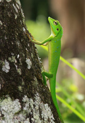 Crested green lizard (Bronchocela Cristatella)