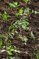 young tomato plants growing in a row in the garden