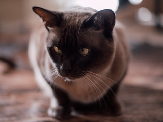 Beautiful pedigree burmese cat pet soft fur domestic breed