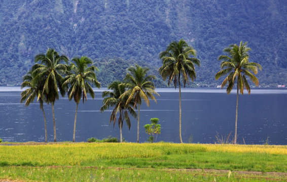 Group of palm trees at Lake Maninjau, West Sumatra