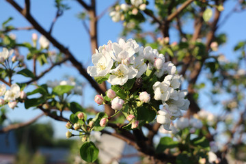 Apple  tree  blossoming in the spring garden