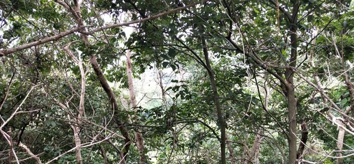Trees in forest 