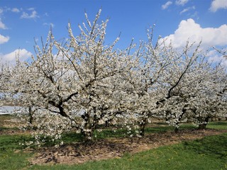 Kirschblüte
