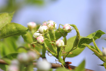 Obraz premium tender pear tree flowers ready to bloom in spring