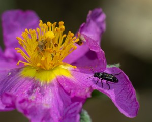 closeup of rock rose flower with a tiny beetle on purple petal