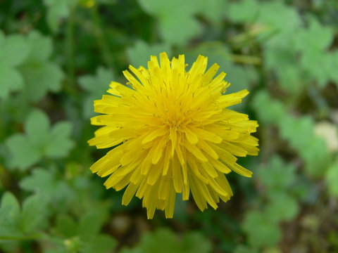una immagine ravvicinata di un colorito dente di leone giallo in un giardino in primavera