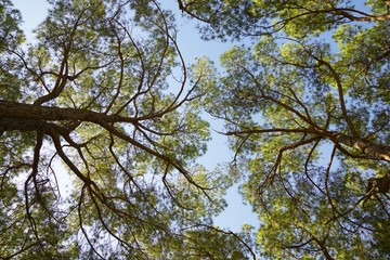 Trees in a park
