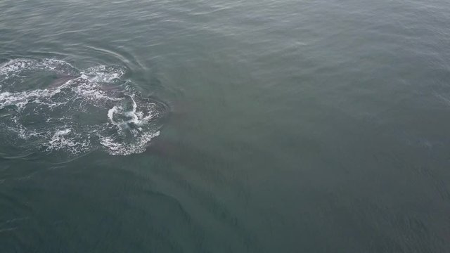 Humpback Whale Watching off Isla Conadora, Las Perlas Panama