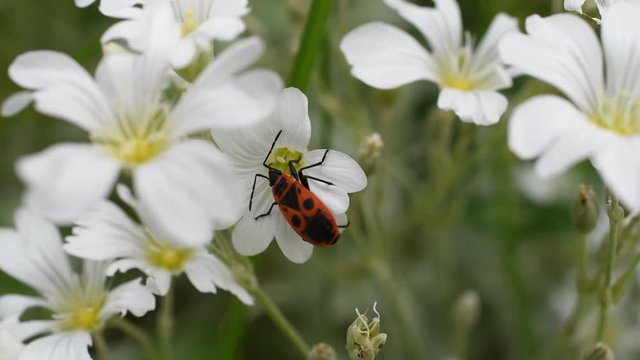 Closeup of a firebug feeding on the small white flower