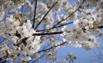 Kirschblüte