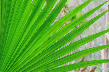 image of palm leaf background theme