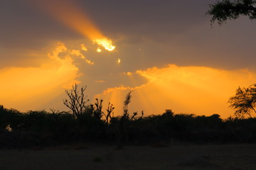 silhouette trees on sunset with yellow clouds and sunbeams background theme