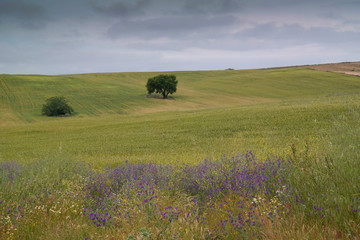 pole zboże kwiaty drzewo niebo krajobraz © Piotr