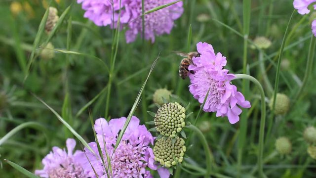 Closeup of a honey bee on the flower of field scabious
