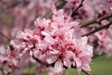 Kirschblüte