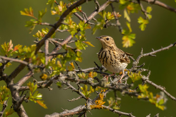 Tree pipit (Anthus trivialis) sitting in a bush. Small yellow songbird with dotted breast with soft green background. Wildlife scene from nature in morning light. Czech Republic