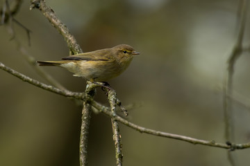 Common chiffchaff (Phylloscopus collybita) is a small yellow songbird. Cute common bird in the forest habitat perched with soft brown background. Wildlife scene from naure. Czech Republic