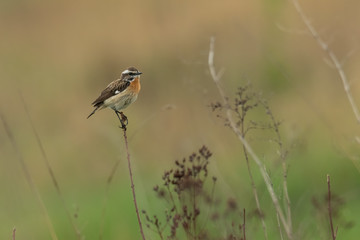 Whinchat (Saxicola rubetra) small songbird with orange breast and white stripe on its head Cute songbird sitting on a plant in grassy habitat with soft background wildlife scene nature Czech Republic
