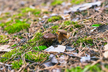 Beautiful edible mushroom in a pine forest