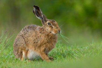 European hare (Lepus europaeus) is an adorable furry mammal living in the fields. Detailed portrait of a wild cute hare sitting and eating grass with soft green background. Czech Republic