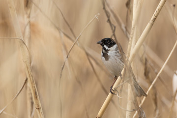 Male Reed bunting (Emberiza schoeniclus) in the reeds. Grey songbird with black head perched on a reed with textured background. Wildlife scene from nature. Czech Republic