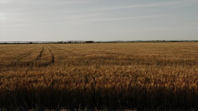 campo di grano inquadratura fissa statica 4k color graded largo panoramico