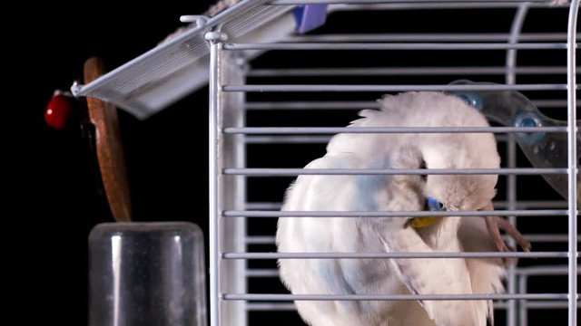 Canary Bird in a Cage