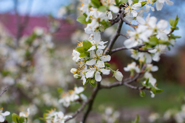 Blooming Apple and cherry trees. Summer garden in nature.