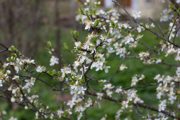 Blooming Apple and cherry trees. Summer garden in nature.