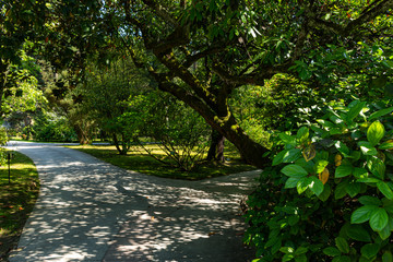 Path in the green garden. Beautiful garden with flowering trees. Botanical garden in Sochi, Krasnodar territory. the Magnolia tree. Evergreen.