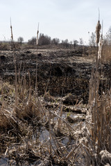 Scorched reed field. Consequences of careless handling of fire.