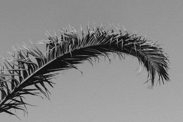 Palm