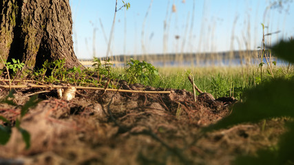grass in the forest