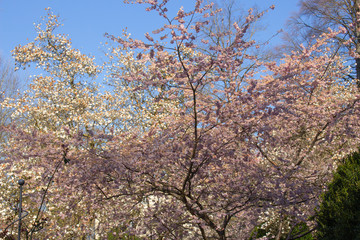 Obraz na płótnie Canvas Ornamental cherry tree and magnolia tree with white and pink flowers, Prunus serrulata and Magnolia grandiflora