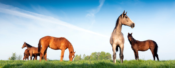 young horses under blue sky in green grassy meadow