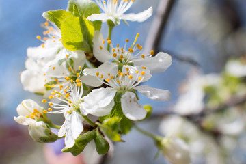 Blooming Apple and cherry trees. Summer garden in nature.