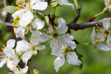Blooming Apple and cherry trees. Summer garden in nature.