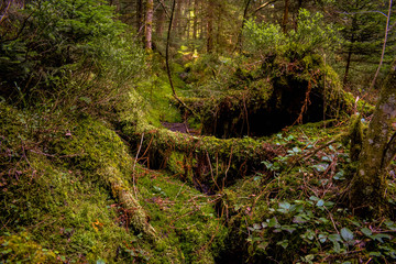 Fototapeta na wymiar Silent forest hiking way in Pilatus, CH