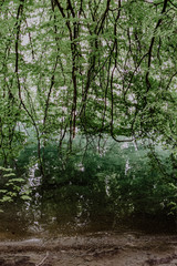 Silent Forest in Marienschlucht  DE Bodensee