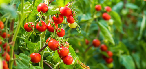 Ripe tomato plant growing in greenhouse. Fresh bunch of red natural tomatoes on a branch in organic vegetable garden. Blurry background and copy space for your advertising text message