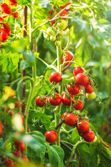 Ripe tomato plant growing in greenhouse. Fresh bunch of red natural tomatoes on a branch in organic vegetable garden. Blurry background and copy space for your advertising text message