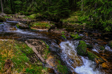 Fototapeta premium stream in the forest