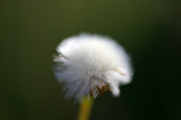 A dandelion in front of a blurred, green background.
